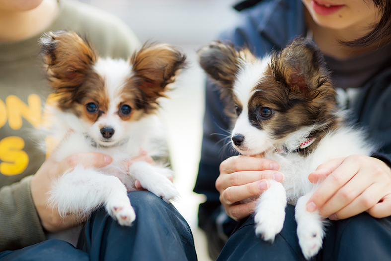 専門学校ビジョナリーアーツ[ペット学科／動物看護学科] の特長 3